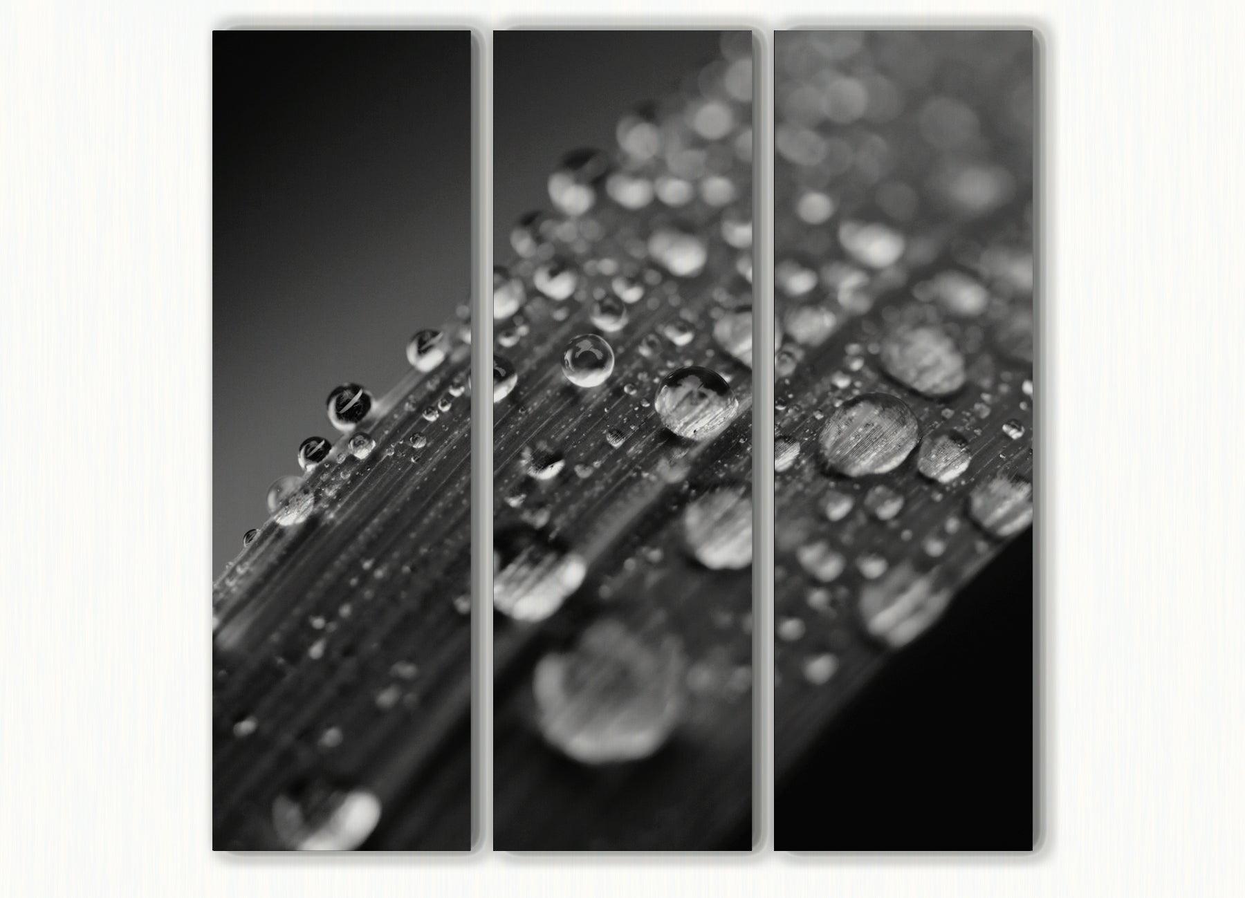 Zwart-wit akoestisch drieluik grasspriet fotografie